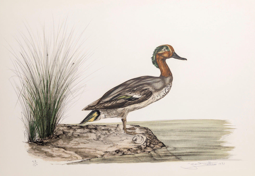 Green Winged Teal Lithograph | Jerome Trolliet,{{product.type}}