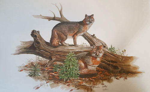 Grey Fox Lithograph | Don Balke,{{product.type}}