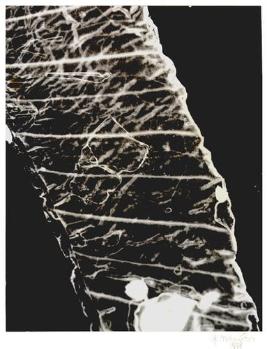 Hair Detail (Microscope) Black and White | H. Millington,{{product.type}}