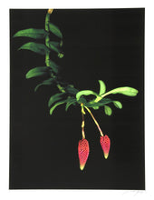 Hanging Berries Color | Jonathan Singer,{{product.type}}