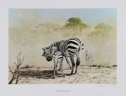 Hartman's Zebra and Foal Lithograph | Rex Flood,{{product.type}}