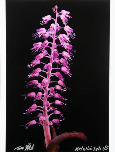 Heather from the Metallic Sets Color | Jonathan Singer,{{product.type}}