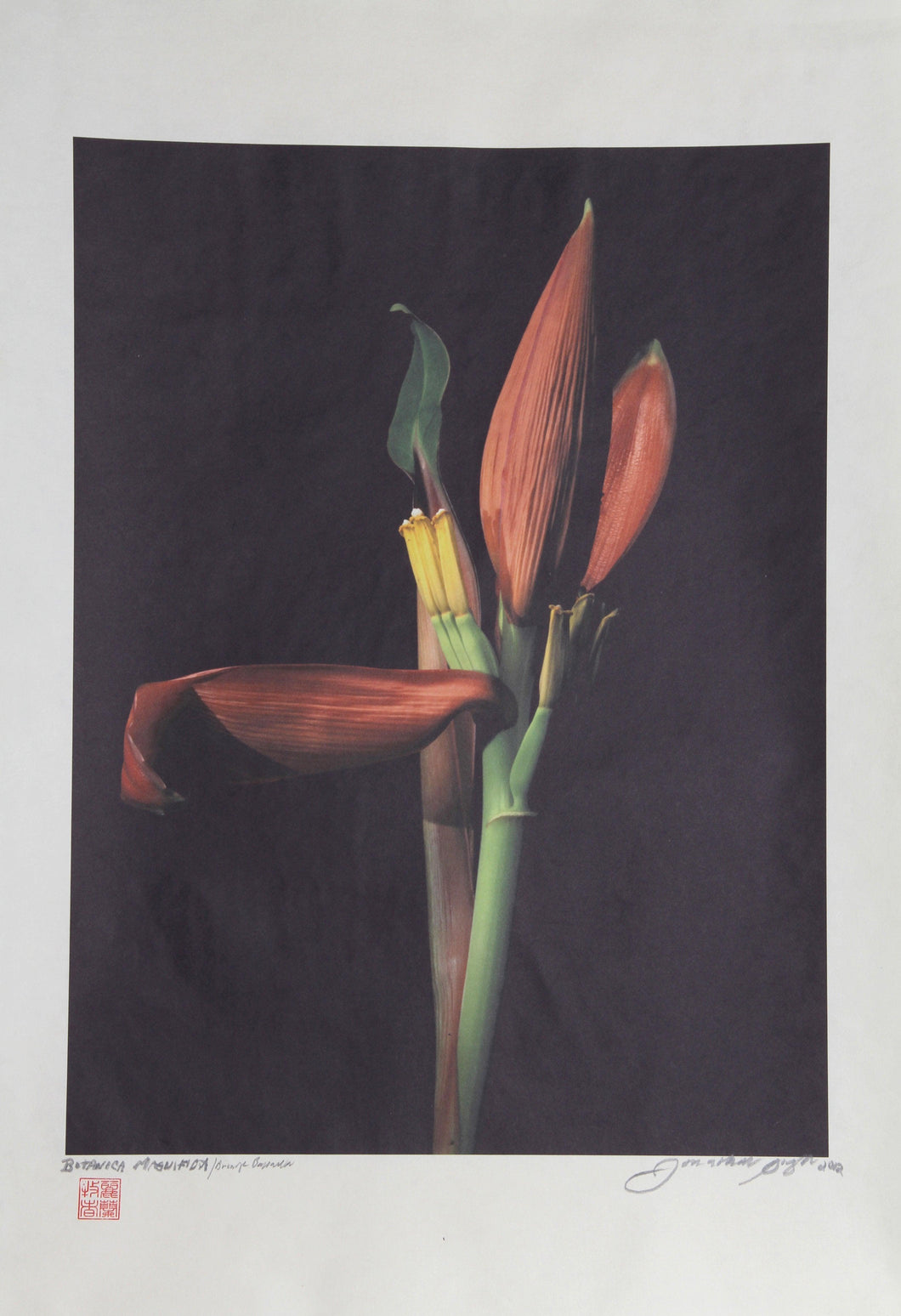 Heliconia from Botanica Magnifica Color | Jonathan Singer,{{product.type}}