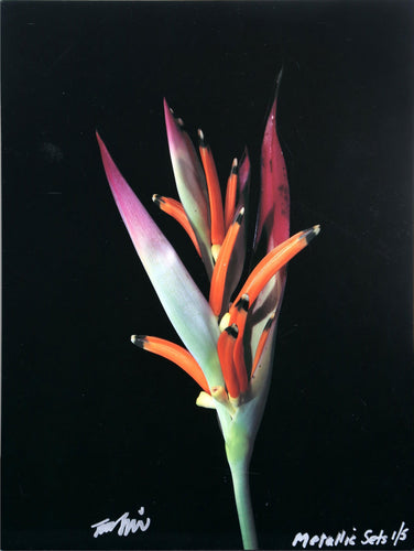 Heliconia from the Metallic Sets Color | Jonathan Singer,{{product.type}}