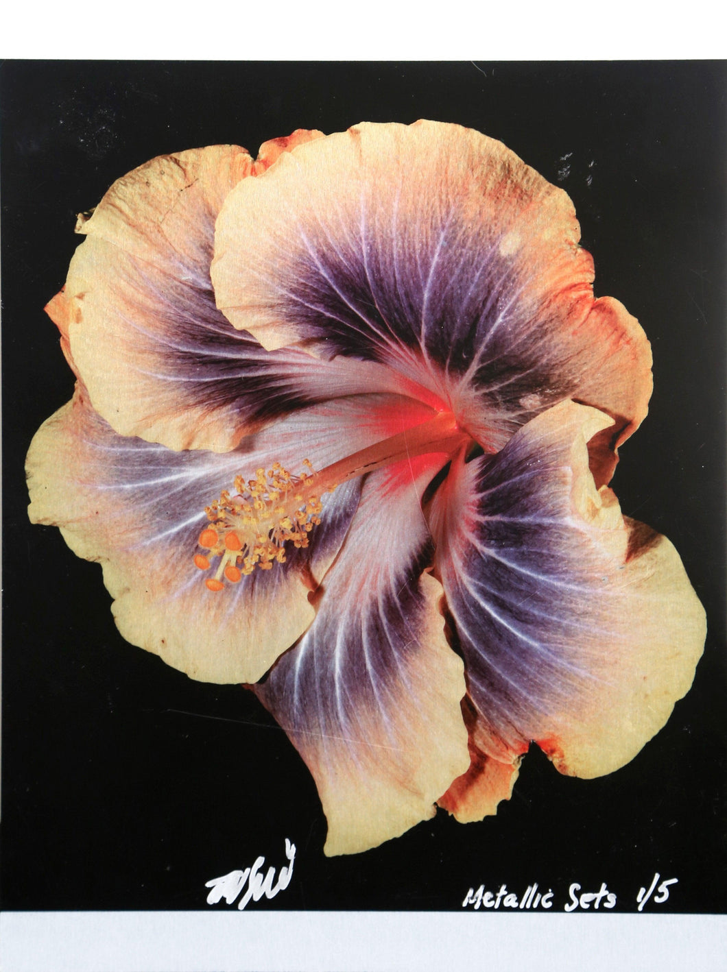 Hibiscus from the Metallic Sets Color | Jonathan Singer,{{product.type}}