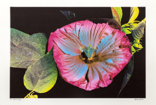 Hibiscus III Digital | Michael Knigin,{{product.type}}