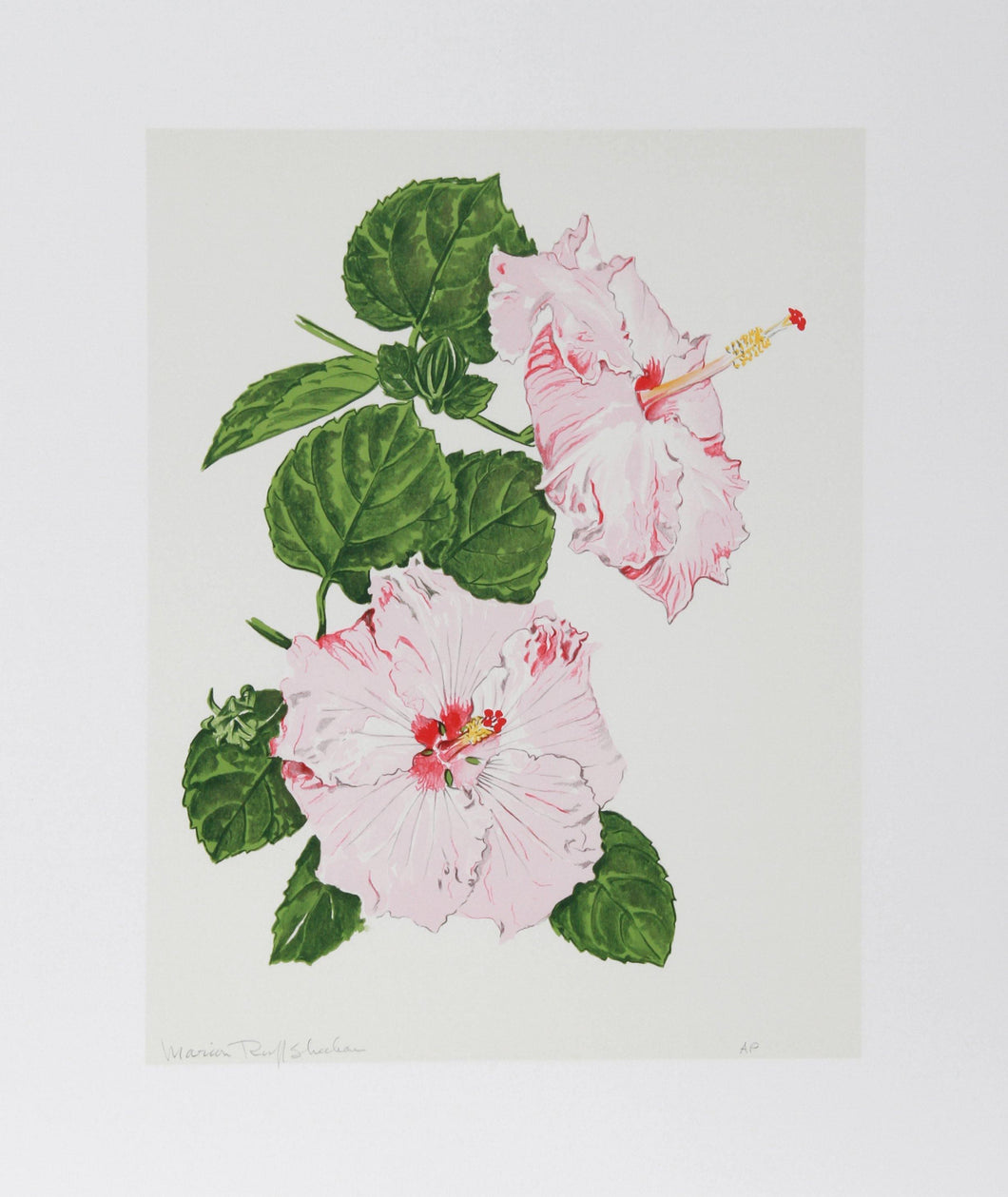 Hibiscus Lithograph | Marion Sheehan,{{product.type}}