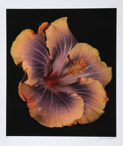 Hibiscus Silver Memory Color | Jonathan Singer,{{product.type}}
