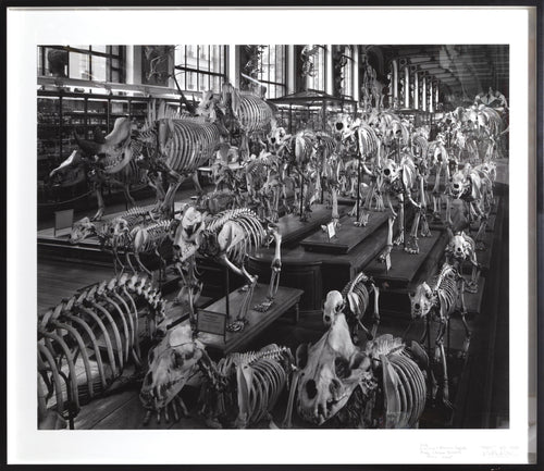 Hordes, La Galerie d'Anatomie Comparee, Musee d'Histoire Naturelle Black and White | Matthew Pillsbury,{{product.type}}