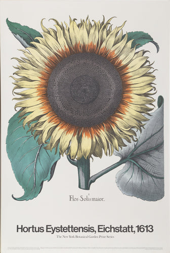 Hortus Eystettens - New York Botanical Garden Poster | Basilius Besler,{{product.type}}