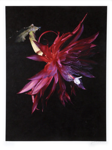 Hybrid Epiphyllum Digital | Jonathan Singer,{{product.type}}
