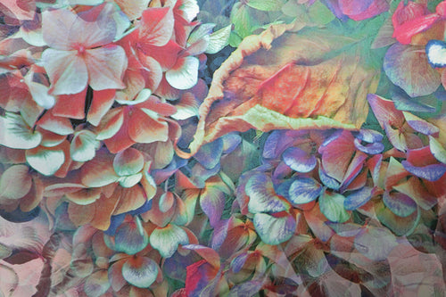 Hydrangea XIV Digital | Michael Knigin,{{product.type}}