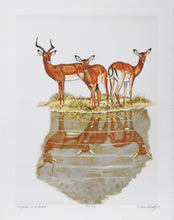 Impalas at Waterhole Lithograph | Caroline Schultz,{{product.type}}