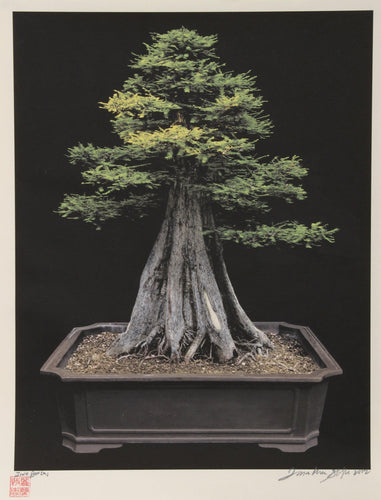 Imperial Series V Color | Jonathan Singer,{{product.type}}