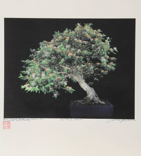 Imperial Series VIII Color | Jonathan Singer,{{product.type}}