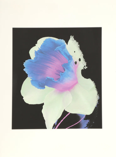 Iris Digital | Michael Knigin,{{product.type}}