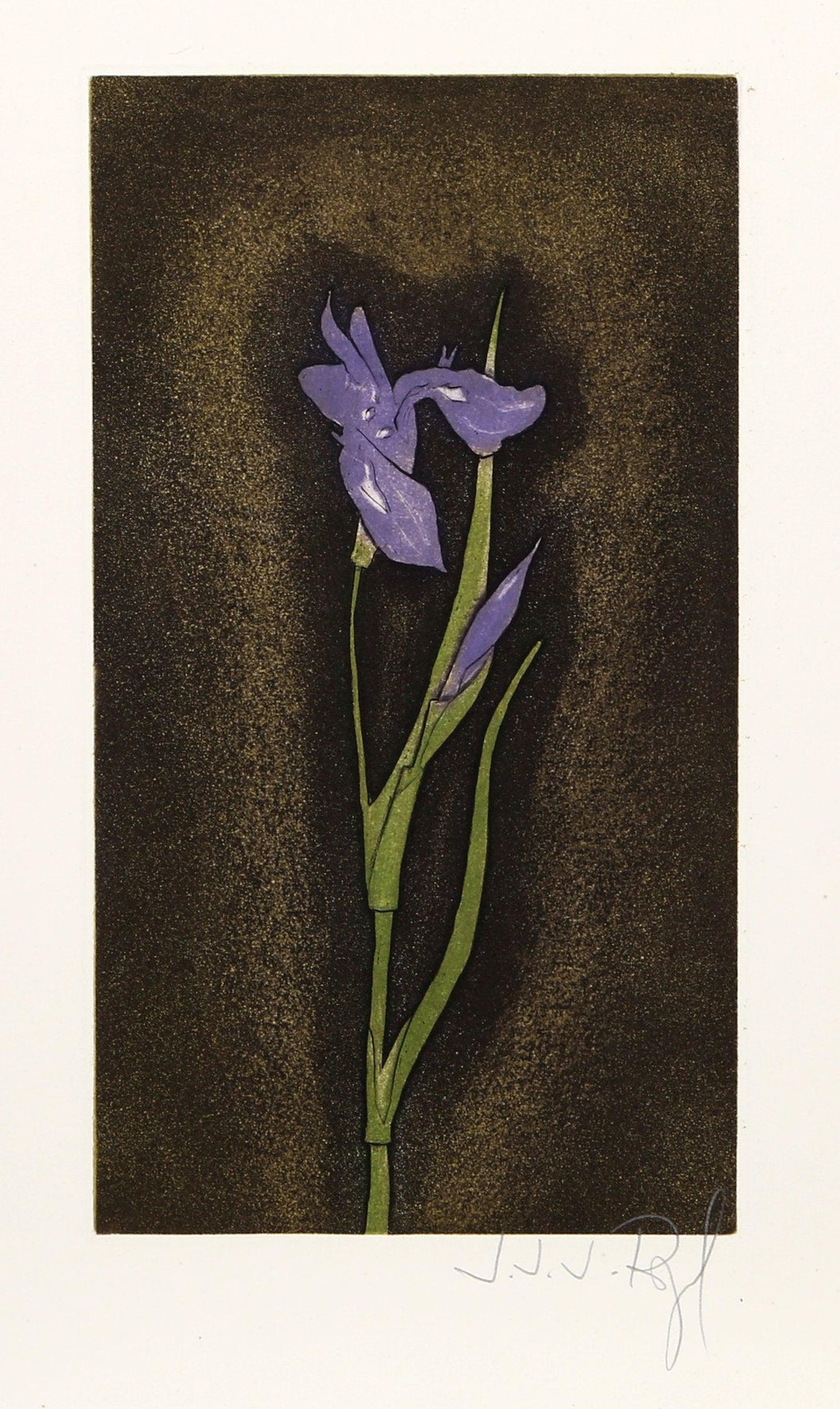 Iris Germanica from the Herbier Portfolio Etching | J.J.J. Rigal,{{product.type}}