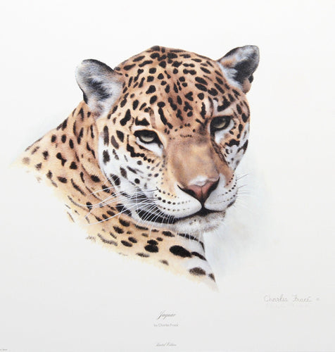 Jaguar Lithograph | Charles Fracé,{{product.type}}