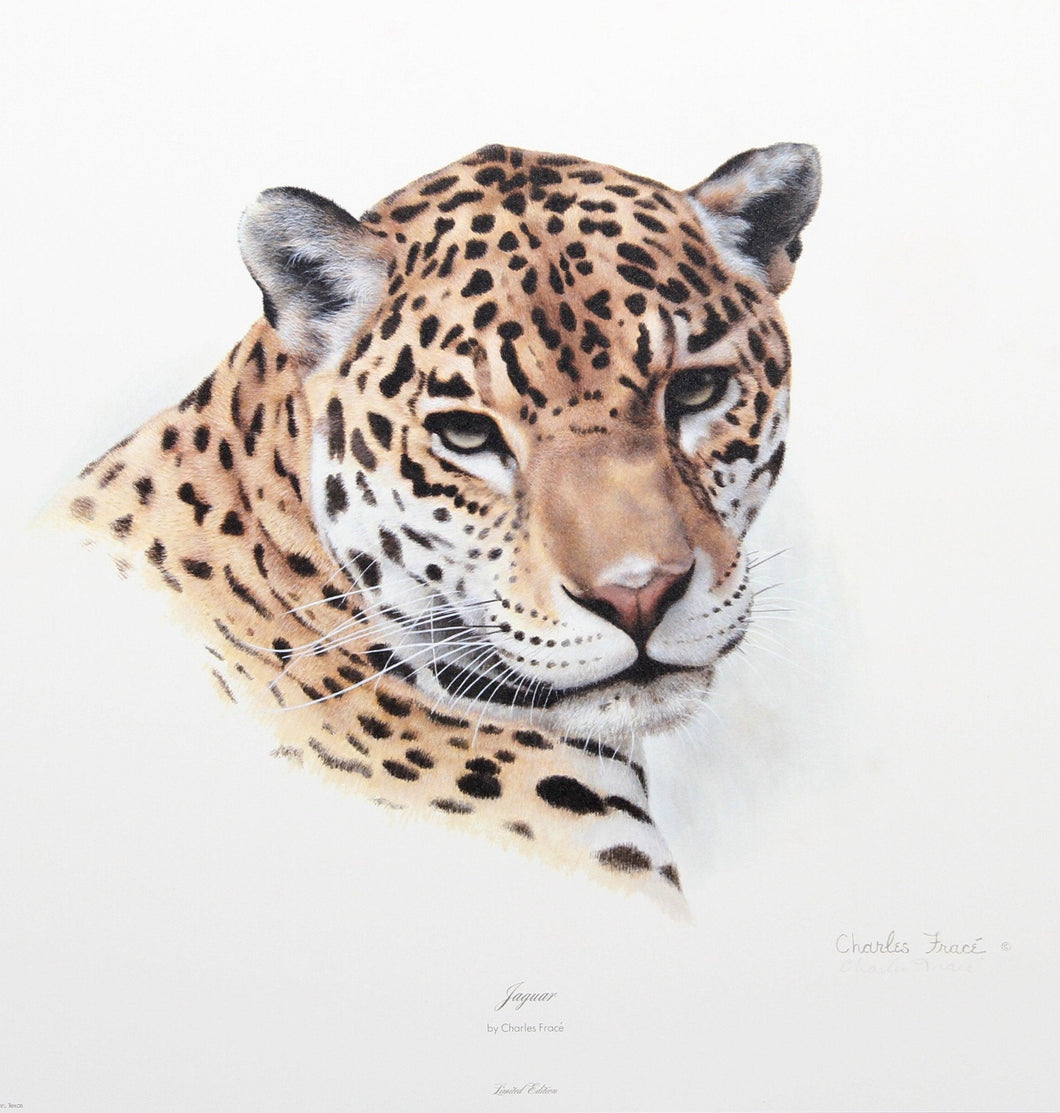 Jaguar Lithograph | Charles Fracé,{{product.type}}
