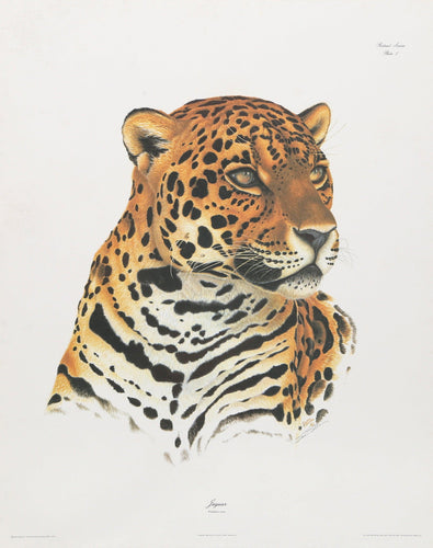 Jaguar Lithograph | Sean Bollar,{{product.type}}