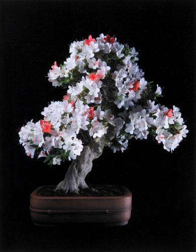 Japanese Azalea Color | Jonathan Singer,{{product.type}}