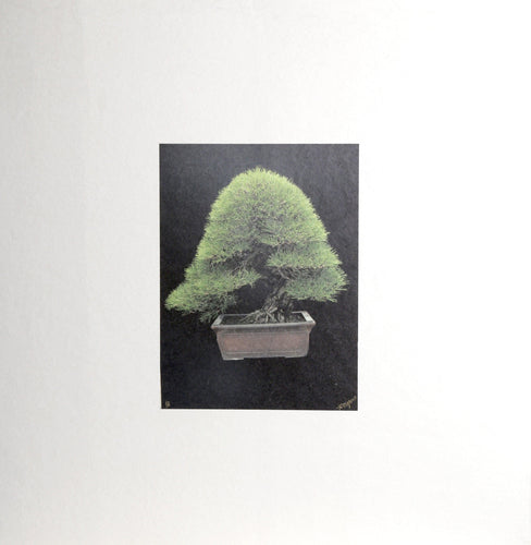 Japanese Bonsai VII Color | Jonathan Singer,{{product.type}}