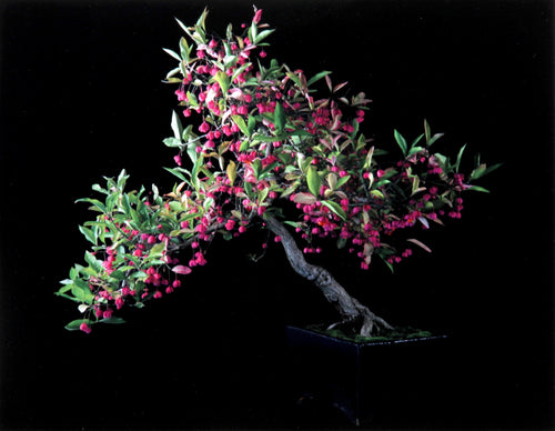 Japanese Spindle Tree Color | Jonathan Singer,{{product.type}}