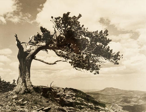 Jeffrey Pine Black and White | Unknown Artist,{{product.type}}