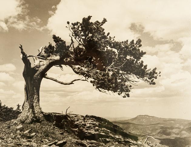 Jeffrey Pine Black and White | Unknown Artist,{{product.type}}