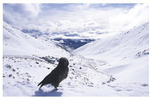 Kia, The Remarkables Color | Lauren Bilanko,{{product.type}}