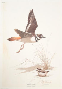 Kildeer Plover Lithograph | Guy Coheleach,{{product.type}}