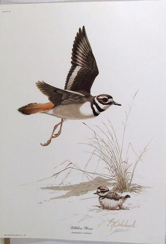 Killderr Plover Lithograph | Guy Coheleach,{{product.type}}