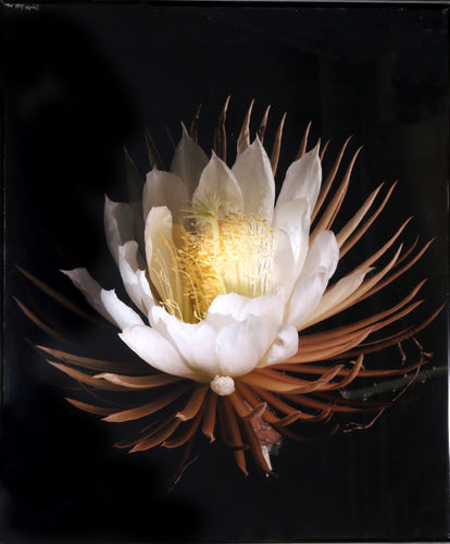 King of the Night Digital | Jonathan Singer,{{product.type}}