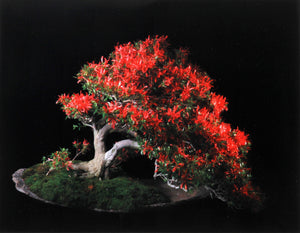 Kinsai Satsuki Azalea Color | Jonathan Singer,{{product.type}}