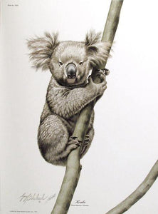 Koala Bear Lithograph | Guy Coheleach,{{product.type}}