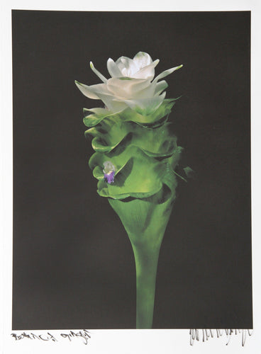 Large Ginger from Botanica Color | Jonathan Singer,{{product.type}}