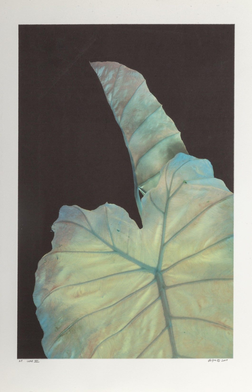 Leaf III Digital | Michael Knigin,{{product.type}}