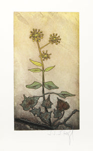 Lierre Admirable from the Herbier Portfolio Etching | J.J.J. Rigal,{{product.type}}