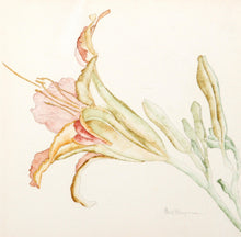 Light Pink Lily Watercolor | Carl Bergman,{{product.type}}