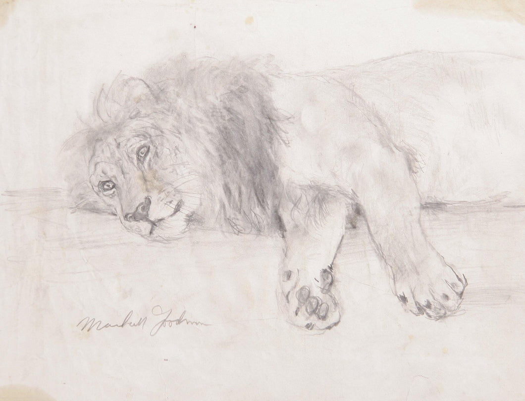 Lion Lying II Pencil | Marshall Goodman,{{product.type}}