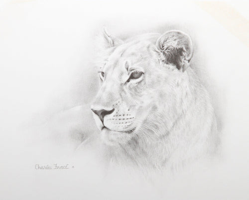 Lioness Lithograph | Charles Fracé,{{product.type}}