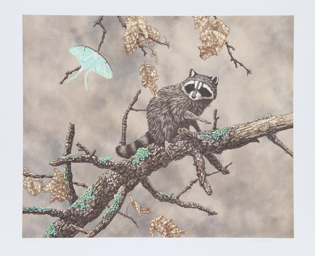 Luna (Racoon) Lithograph | Chris Forrest,{{product.type}}