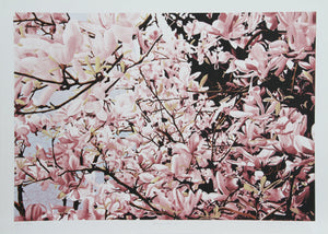 Magnolia II Lithograph | Jon D'Orazio,{{product.type}}