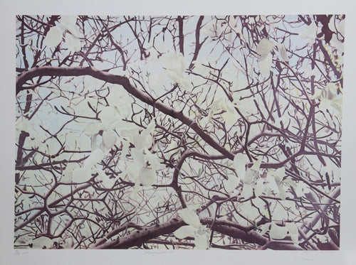 Magnolia IV Lithograph | Jon D'Orazio,{{product.type}}
