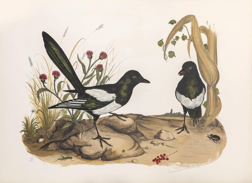 Magpies Lithograph | Jerome Trolliet,{{product.type}}