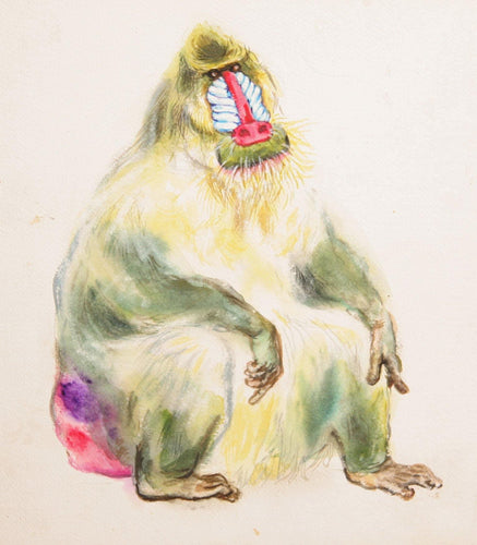Mandrill Watercolor | Marshall Goodman,{{product.type}}