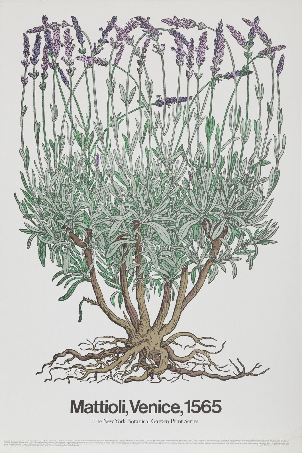 Mattioli's Commentarii - New York Botanical Print Poster | Piero Andrea Mattioli,{{product.type}}