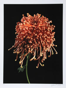 Mocha Chrysanthemum Color | Jonathan Singer,{{product.type}}