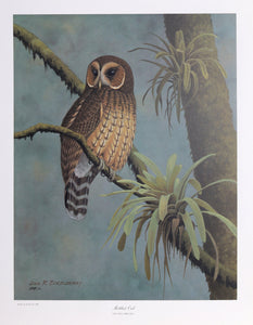Mottled Wood Owl Poster | Don Richard Eckelberry,{{product.type}}