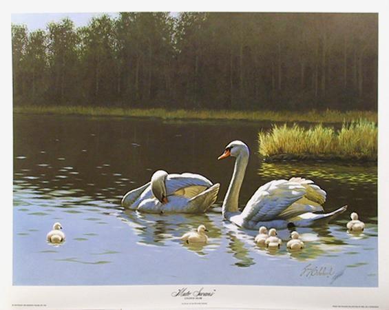 Mute Swans Lithograph | Guy Coheleach,{{product.type}}